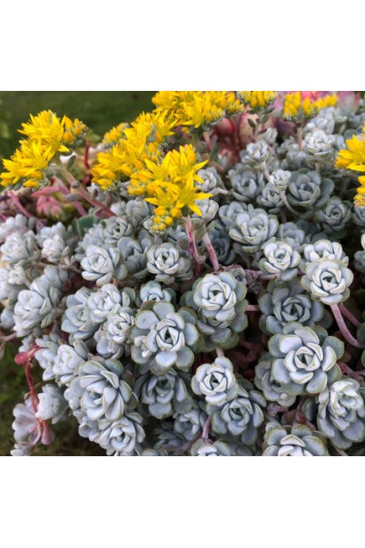 Очиток лопатчатолистий `Капе Бланко` - грунтопокривник для посушливих ділянок